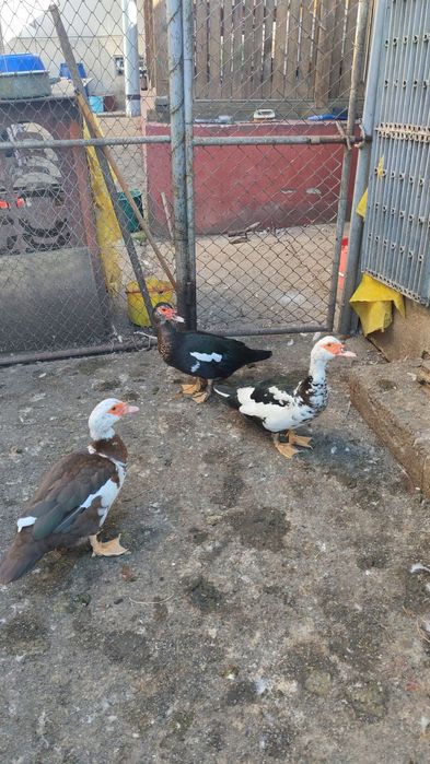 Vând rațe mute (leșești)