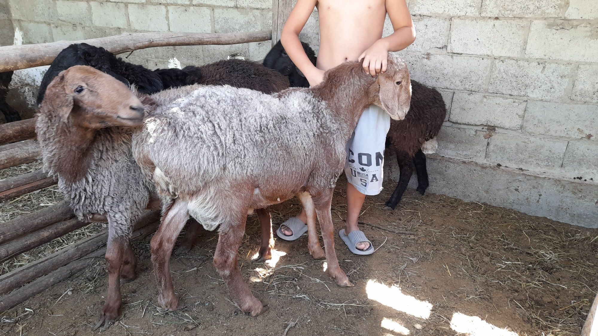 Qòchqorlat sotiladi 4 ta