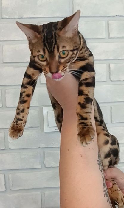 Бенгальские котята