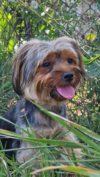 Cazare Pensiune canină /animale de campanie