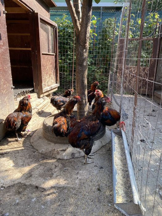 Oua incubat australorp alb splash albastru negru, plymouht, araucana