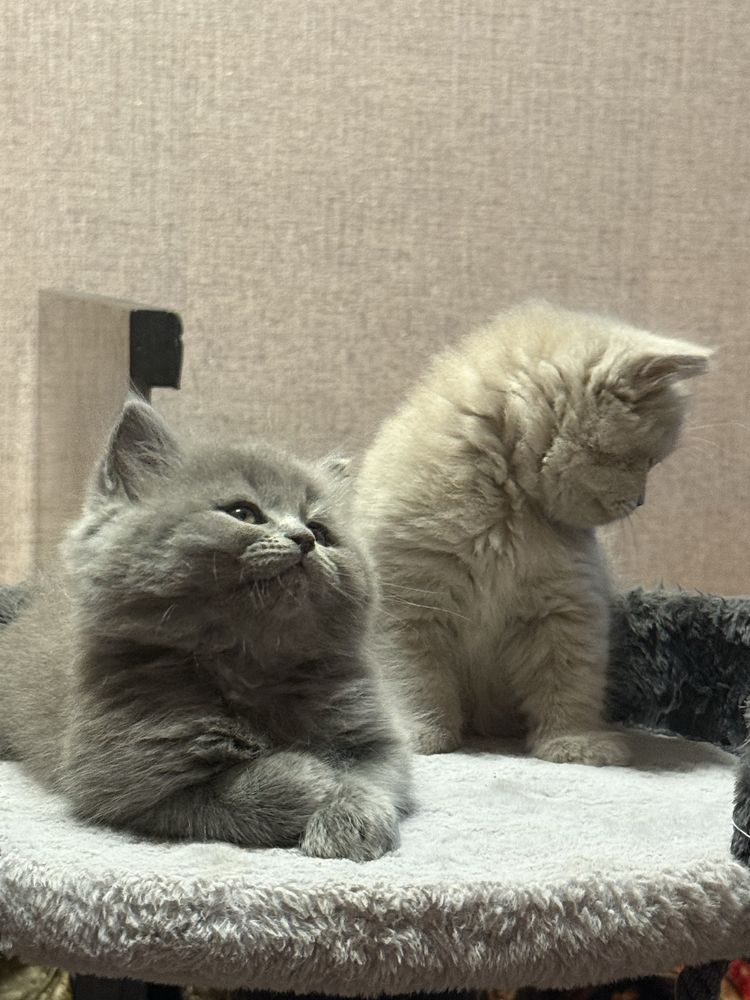 Британские котята лиловые и серые