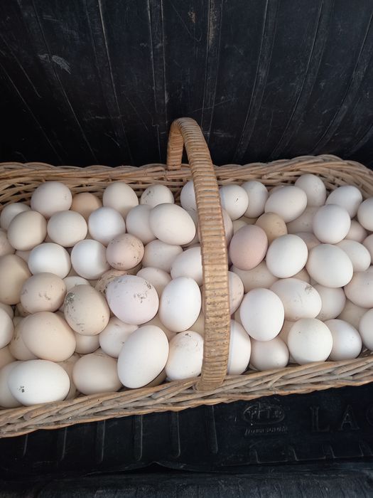 Домашние куриные яйца