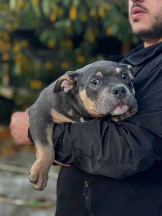 Американско були покет