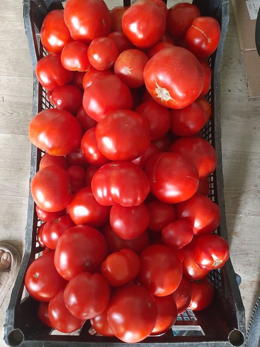 Rosii 2,5 lei pe kg