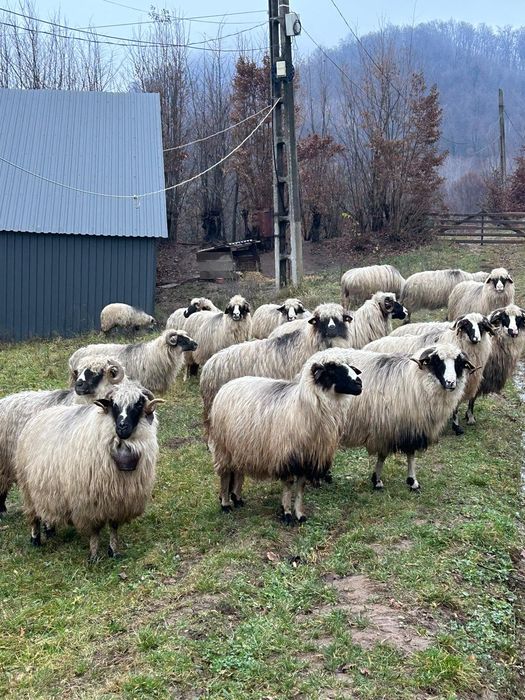 Vând 72 de oi miori și stramiori