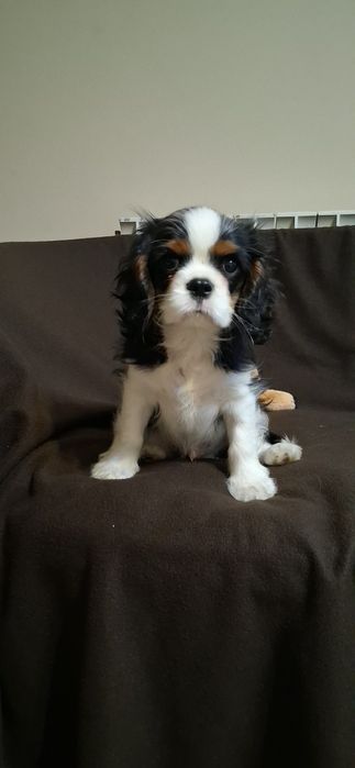 Кавалер Кинг Чарлз Шпаньол FCI