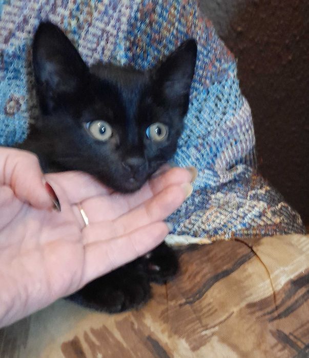 Котенца от турска ангора 2,5 месеца