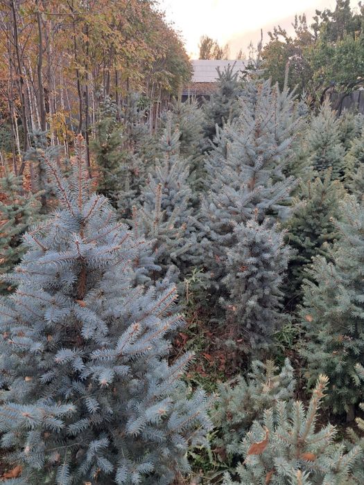 Archa goluboy, serebrestiy Ель голубая - chiroy sifat narx uygunligi