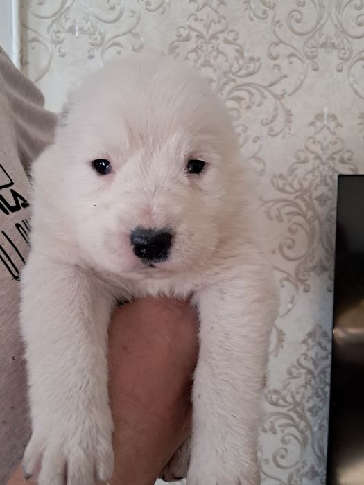 Щенки алабая ,1 месяц