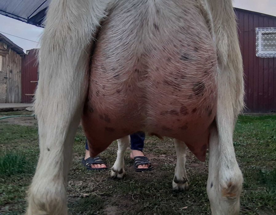 Capra Metis .Anglo Nubian Nobila Germana