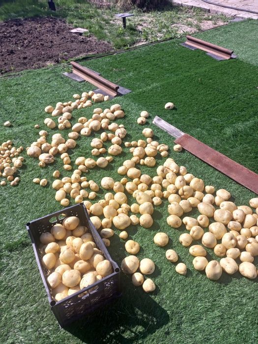 Продам картофель отличного качества