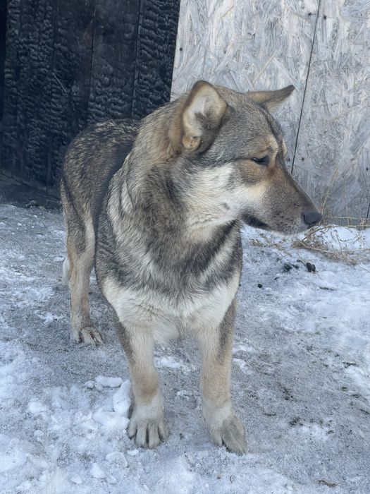 Добрая девочка ищет дом