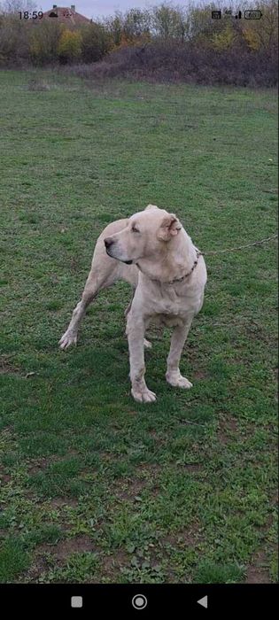 Средно Азиатска  Овчарка АЛАБАЙ