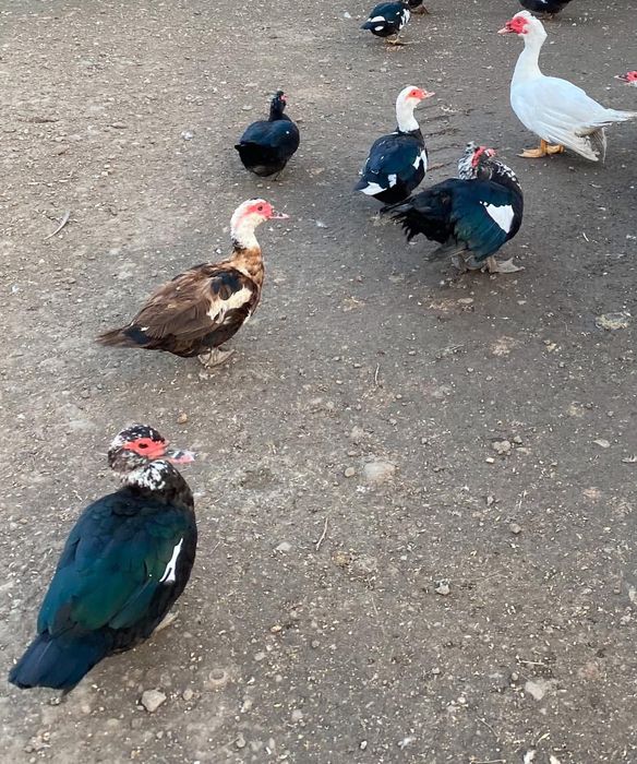 Rate mute, ratoi si cocosi crescuti la curte