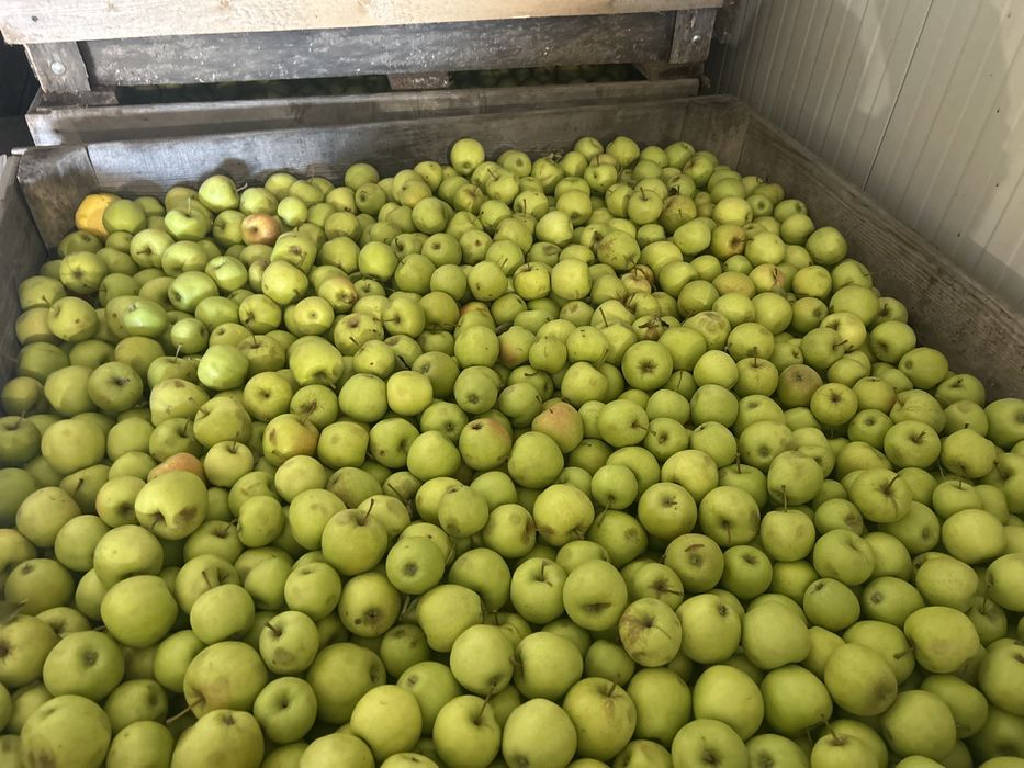 Mere de industrie Golden , Fuji