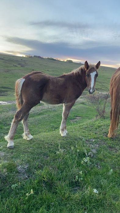 Vând mânz ciocolatiu