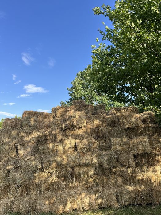 Vând boloți de fân 1000 de bucați