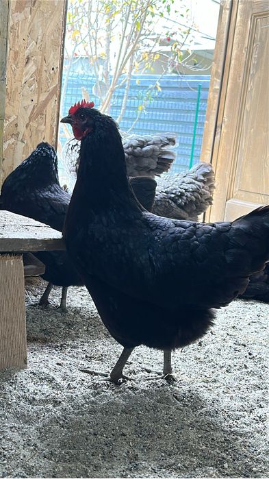 Vand oua Australorp pt incubat
