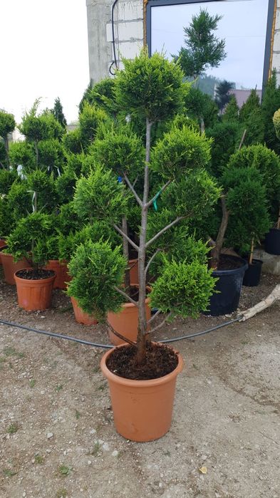 Pon po  cu mai multe globuri