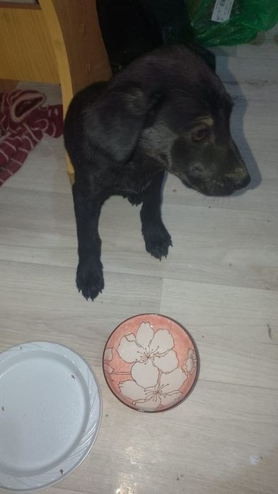 Щенок маленький девочка