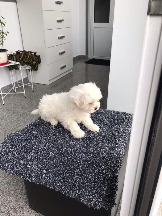 Bichon Maltez  Băiat
