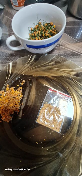 Ardei iute  Aji charapita