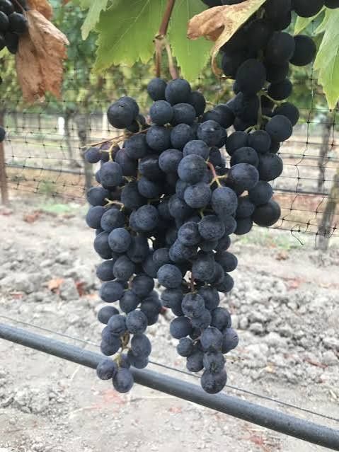 Vita de Vie (Soiuri De Masa Negru )
