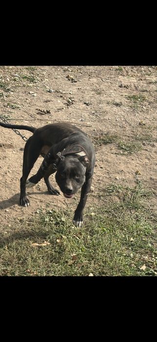 Питбуль девочка с хорошей родословной