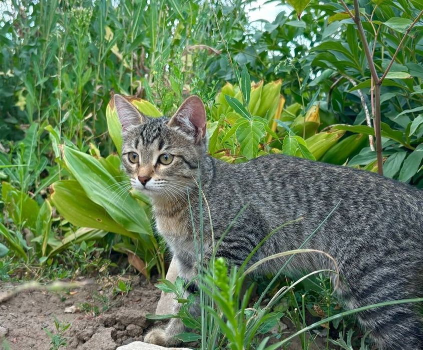 Кошка 4 мес от умной кошки, чистая и ухоженная