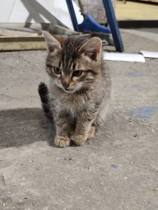 Отдам трёх котят  в надёжные руки