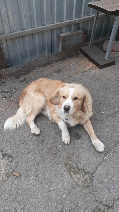 Лохматый,верный друг