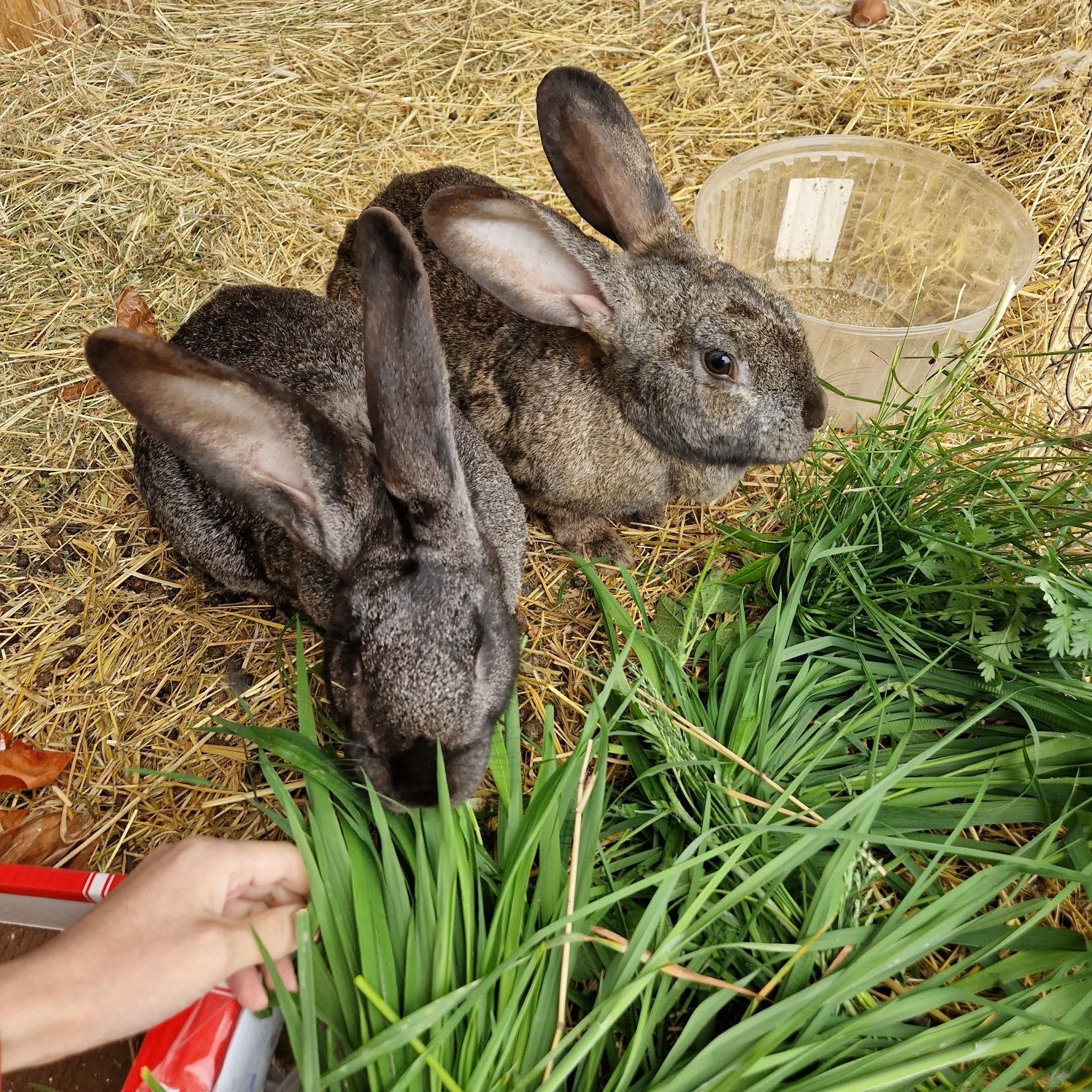 Кролик и кролчиха Фландер 1,2 года, возможно доставка