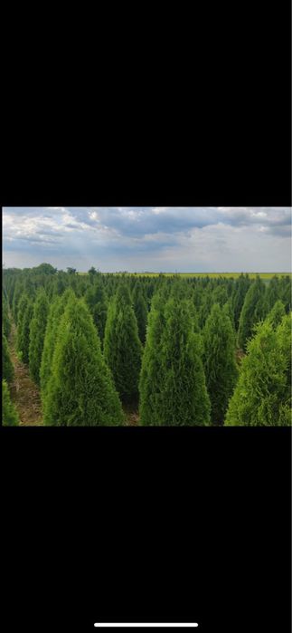 Amenajari gradini , plante ornamentale