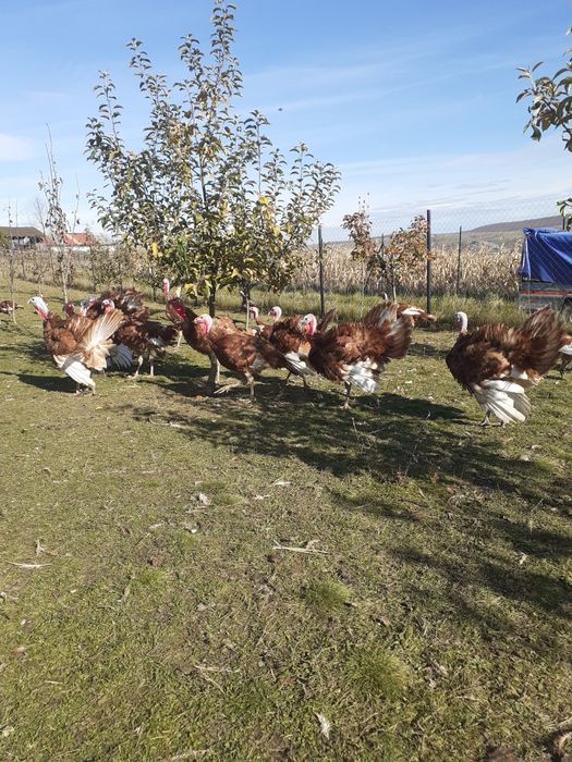 Curci de vânzare Red Bourbone