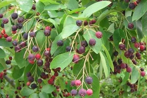 Seminte Paulownia Fortunei,Aronia,Goji,Merisor,Skizandra ,Amelancheri