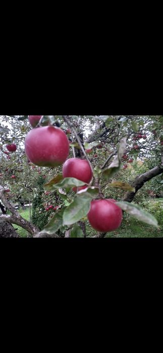 Mere Bio.Castane.Aronia.Suc aronia.Lemn foc.Aluni.Nuci.Ciresi.Tei.Soc.