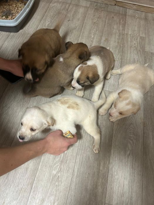Отдам щенят в добрые руки