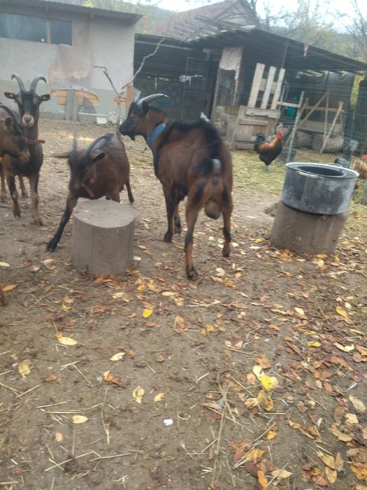 Vând țap alpin francez original