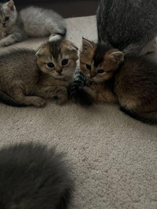 Продается кошки 1/5 месяца золотая британская линшила