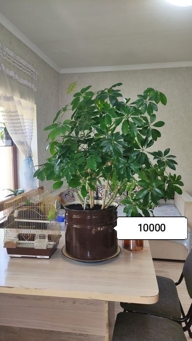 Шефлера.    8 лет.