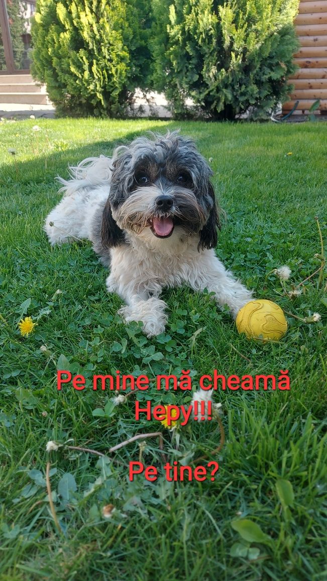 Cazare animale de companie/Hotel animale/Pet Sitter.