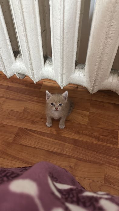 котенок мальчик