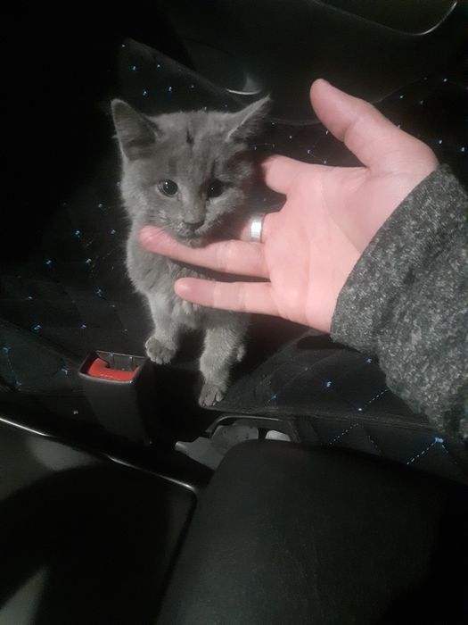 Котёнок в хорошие руки