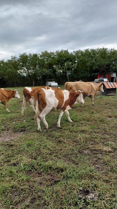 De vanzare vaci baltata românească   pret  difera de la animal la anim