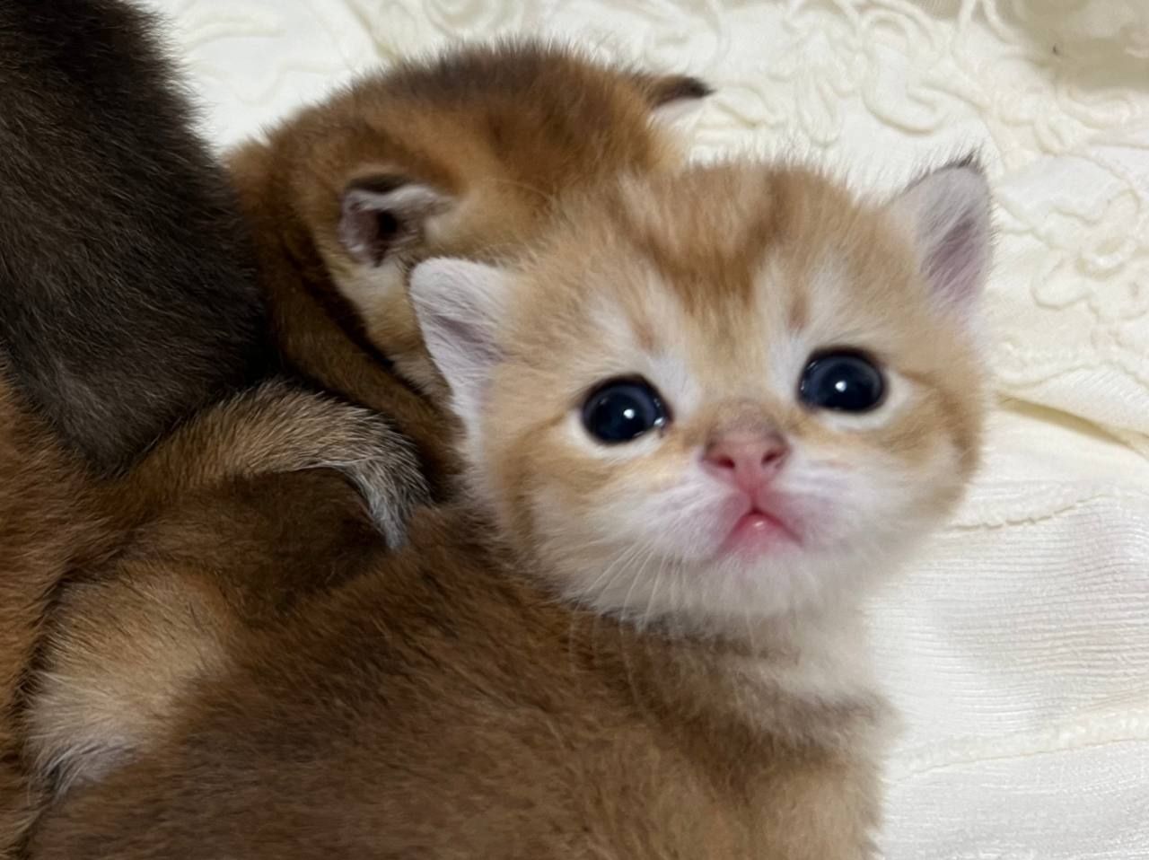 Золотой шиншилла котята