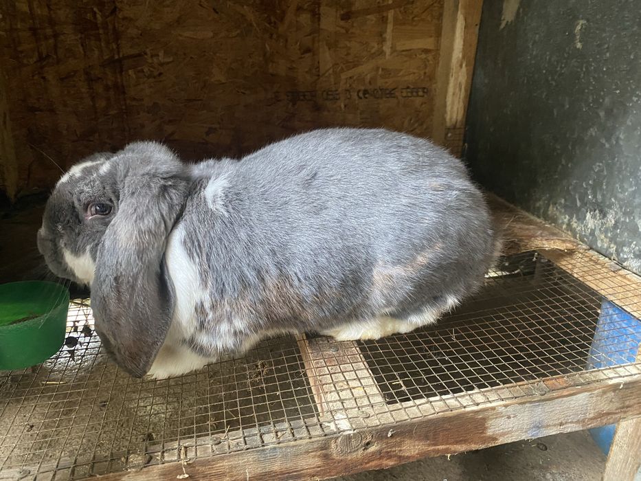 Vand douo iepuroaice