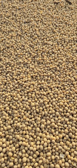 Soia an producție 2025