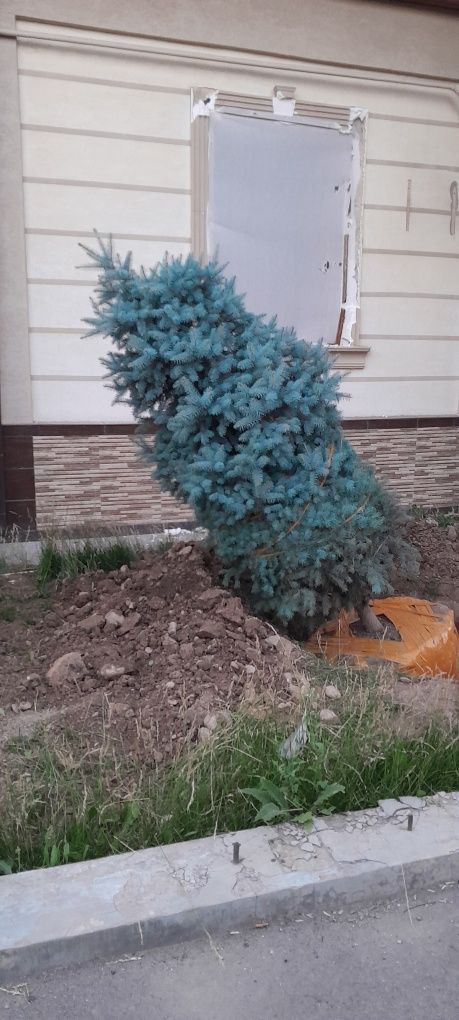 Палмалар сотилади