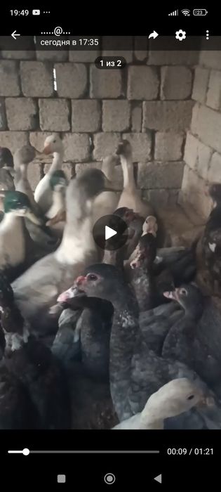 Урдак индаутка германские сотилади тухумга Якин Энди бошлиди ёош согл